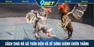 Cách chơi đá gà