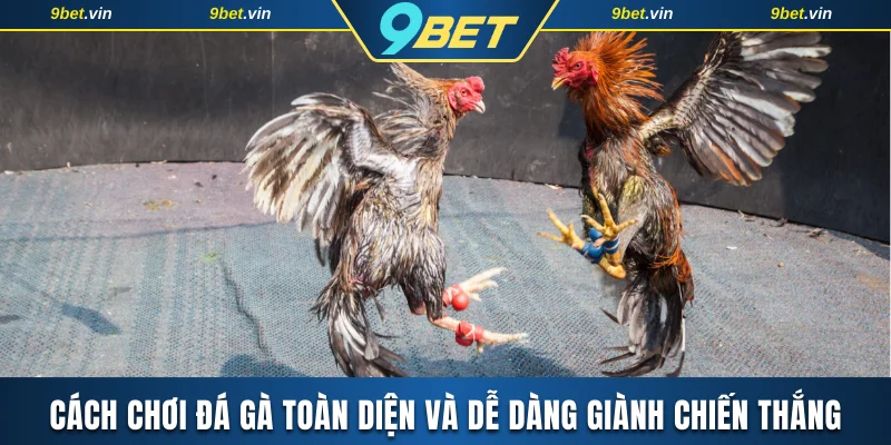 Cách chơi đá gà