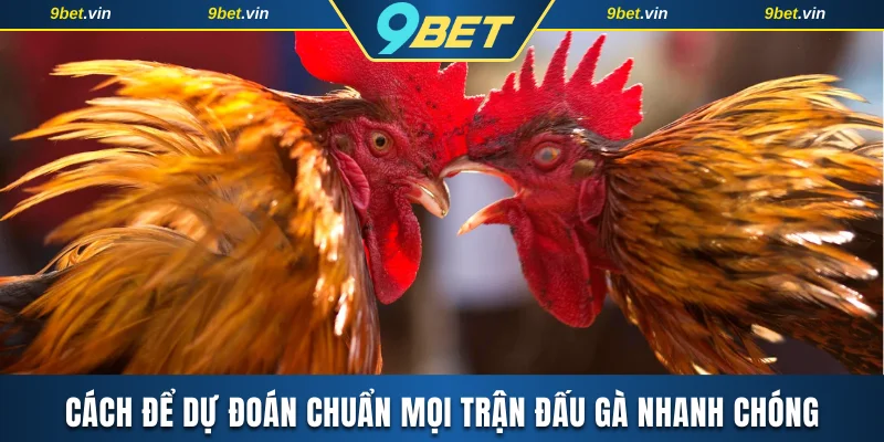 Cách để dự đoán chuẩn mọi trận đấu gà nhanh chóng