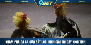 Đá gà cựa sắt
