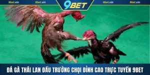 Đá gà Thái Lan