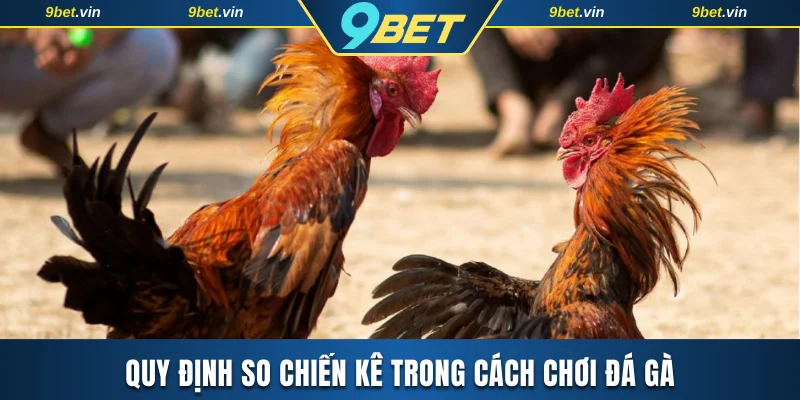 Quy định so chiến kê trong cách chơi đá gà