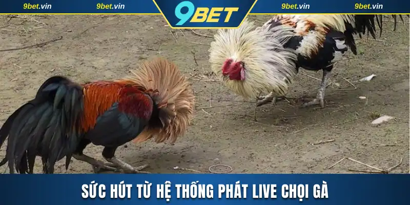 Sức hút từ hệ thống phát live chọi gà