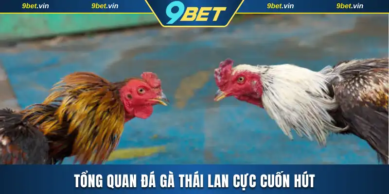 Tổng quan đá gà Thái Lan cực cuốn hút