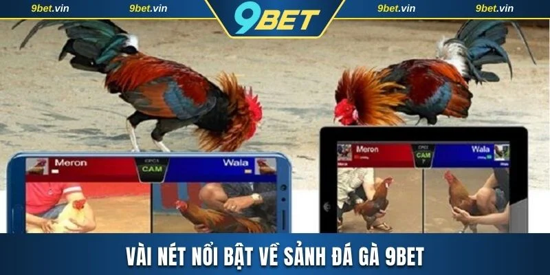 Vài nét nổi bật về sảnh đá gà 9BET